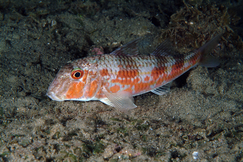 Mullus barbatus